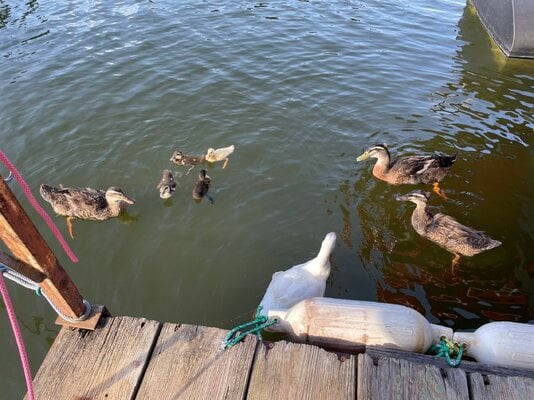 The Core Four + Babies.JPEG