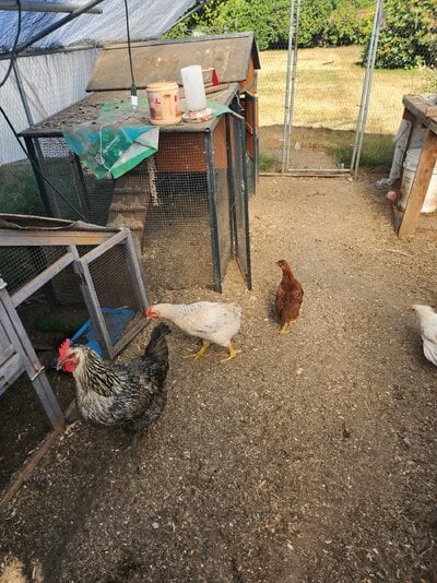 7.28.25 biggums molly2 and Salt.jpg