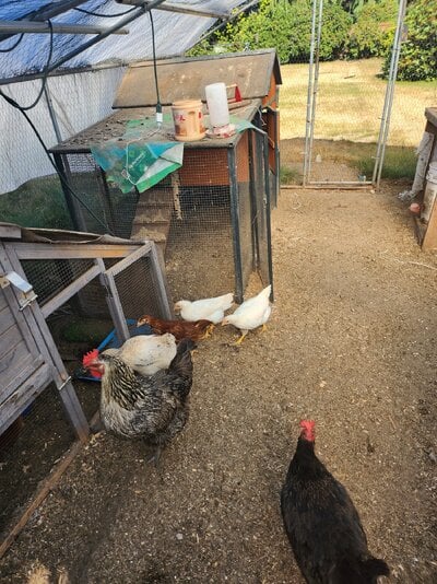 7.28.25 biggums molly2 and Salt whity yeller and pepper.jpg
