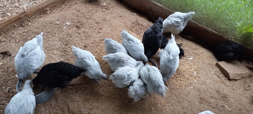 2 mo old lavender and blk orpingtons.jpg