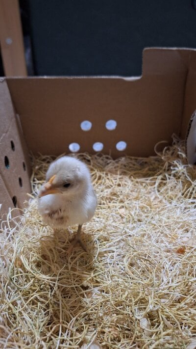 Blue Old English Game Bantams 1 Week Old.jpg