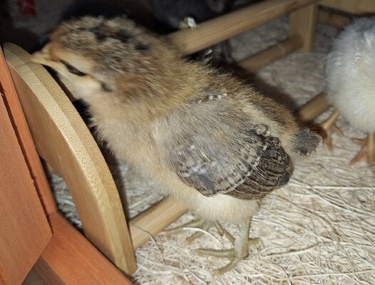 02 19 2025 Sweety Chick.jpg