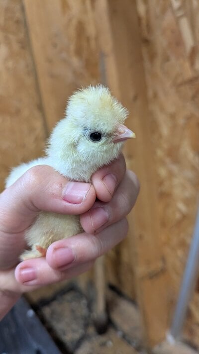 Thinking about trying your hand at raising chickens? Read this!