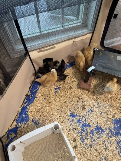Buff Orpington and Black Australorps (4 and 2 weeks old) - 2.jpg Buff Orpington and Black Australorps (4 and 2 weeks old) - 2.jpg