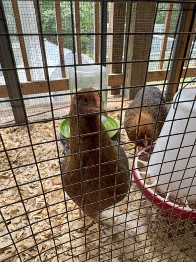 Bielefelder Pullets - 12 weeks old (2).jpg Bielefelder Pullets - 12 weeks old (2).jpg
