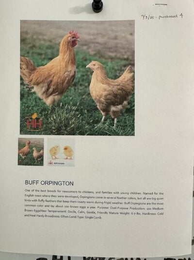 HH Description of Buff Orpington Breed.jpg HH Description of Buff Orpington Breed.jpg