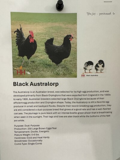 HH Breed Description - Black Australorps.jpg