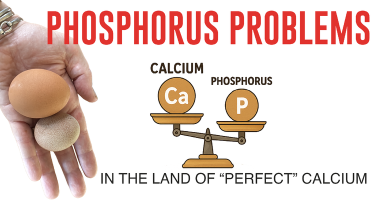 Phosphorus Problems in the Land of “Perfect” Calcium