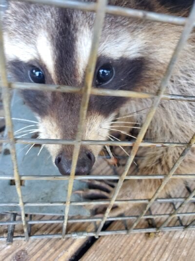 coon2.jpg