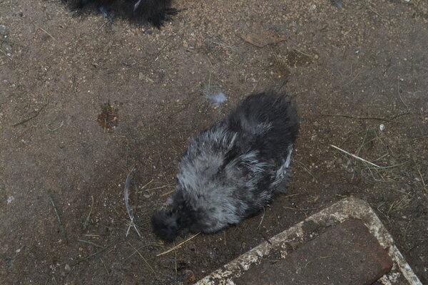 DSC_0052.JPG
