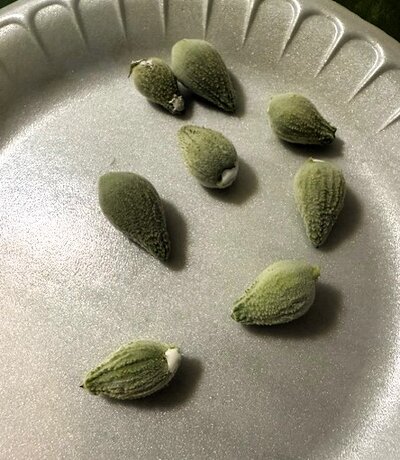 milkweed pods.jpg