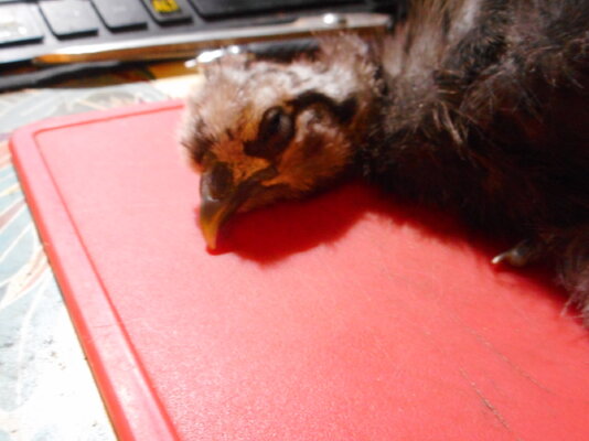 DSCN8229.JPG