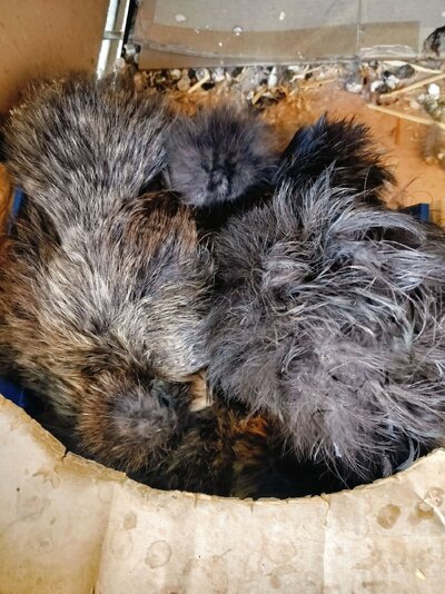 OUTDOOR BROODIES 1  10-14-2024.jpg