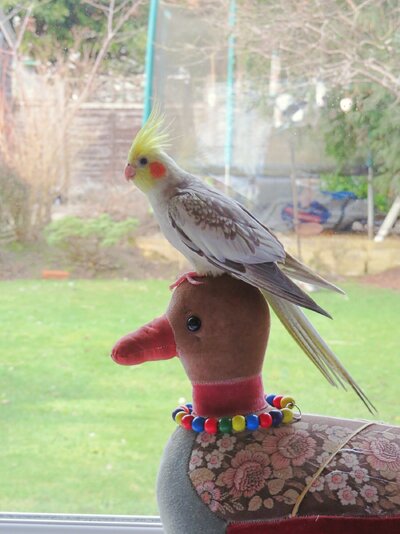 squaccoduckcute2.JPG