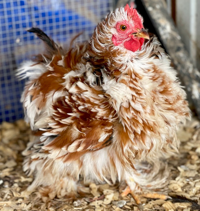 Cochin Bantam (Pekin)