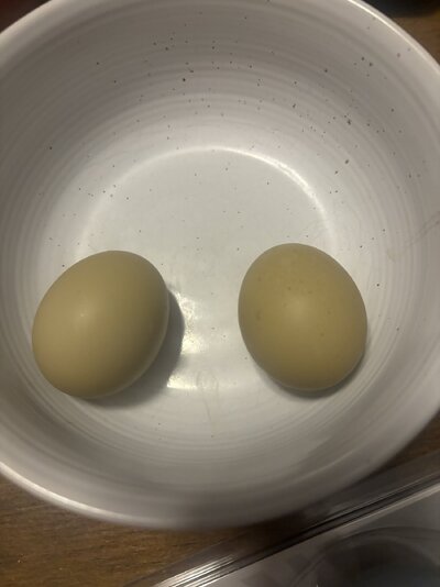 IMG_6649.jpeg