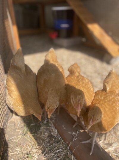 IMG_1497.jpeg