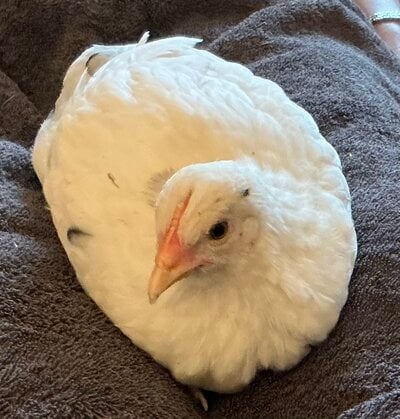 IMG_0661.jpeg
