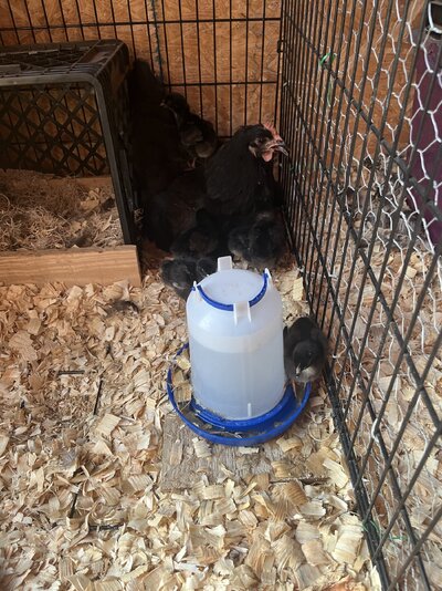 Mama and babies.jpg