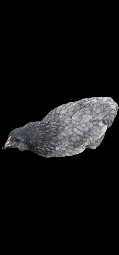Screenshot_20250807_181455_Gallery.jpg