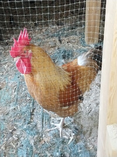 20250806_rooster 1.jpg
