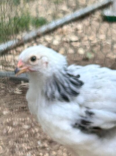 IMG_8218.jpeg