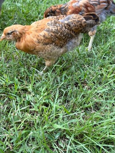 IMG_5975.jpeg