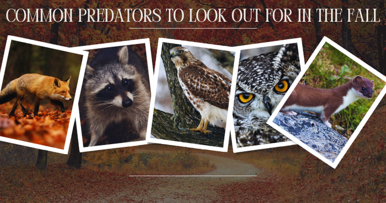 Common Predators to Look Out For In The Fall