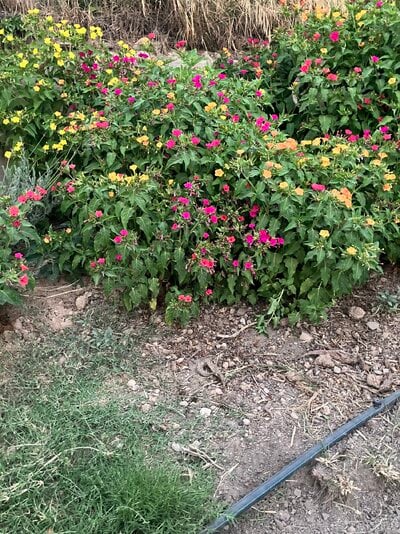IMG_0341.jpeg