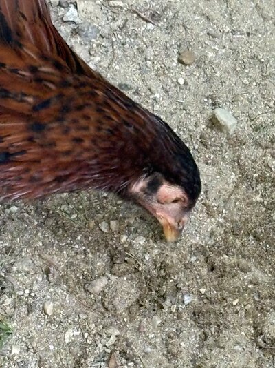 IMG_1165.jpeg