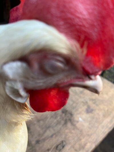 IMG_0805.jpeg
