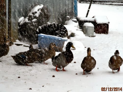 14feb12sno834.jpg