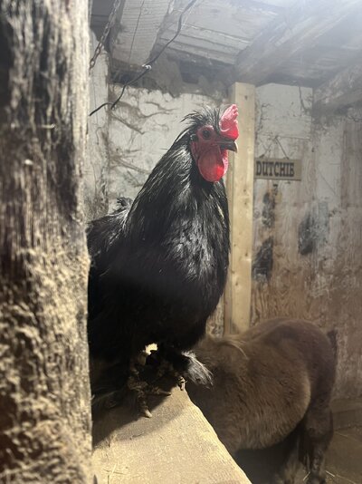 IMG_0920.jpeg