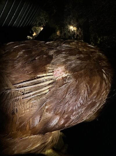 IMG_3319.jpeg