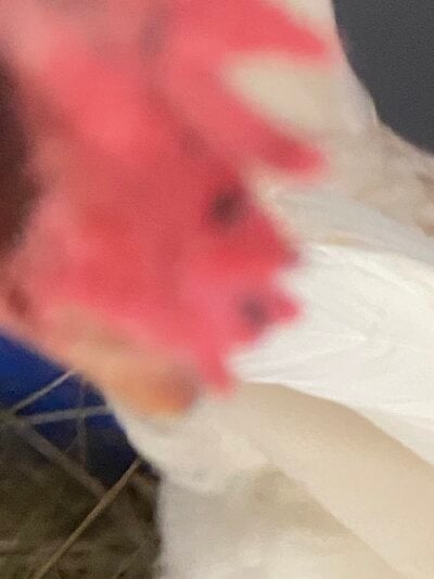 IMG_3086.jpeg