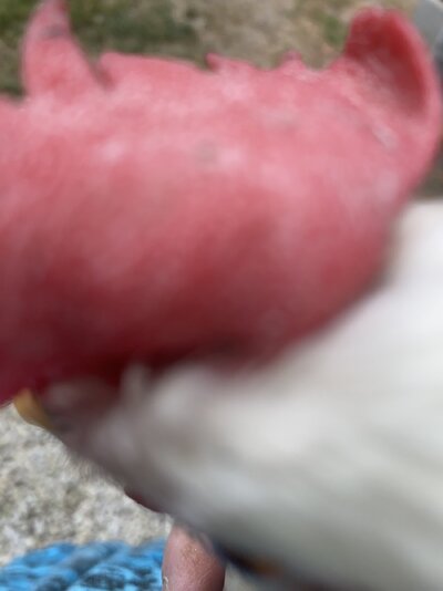 IMG_3088.jpeg