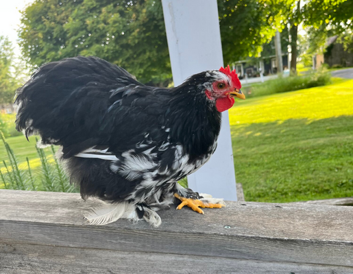 2026 3375 pixels x 2625 pixels Template (541).png