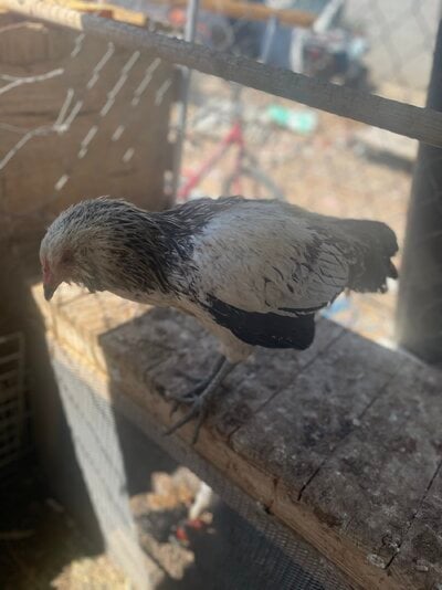 IMG_7195.jpeg