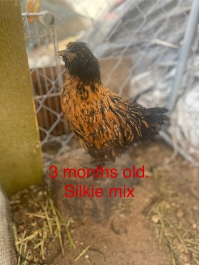 IMG_7200.jpeg