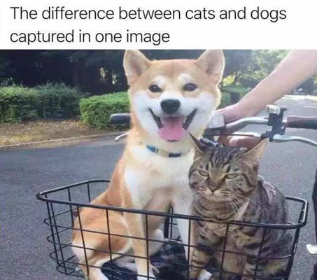 cat-dog.PNG