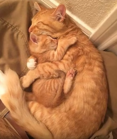 cats (2).PNG