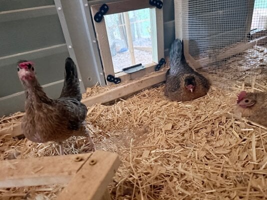 crele hens.jpeg