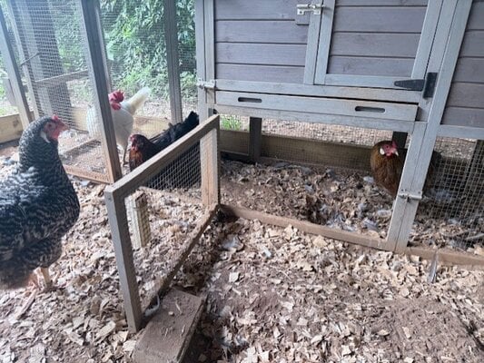 large flock in small coop.jpg