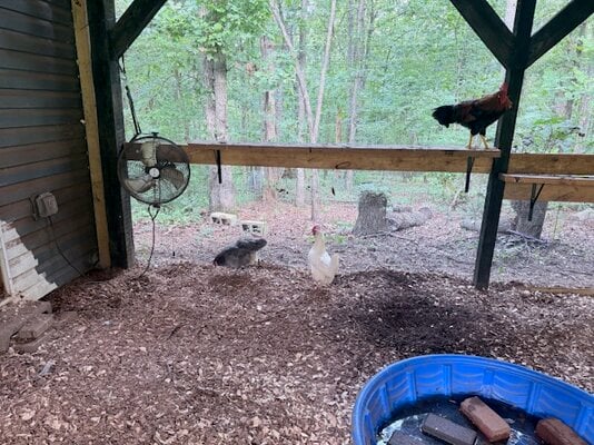 leghorn roosters and wtb mix.jpeg