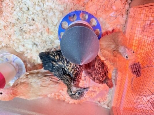 pullets in brooder.jpg