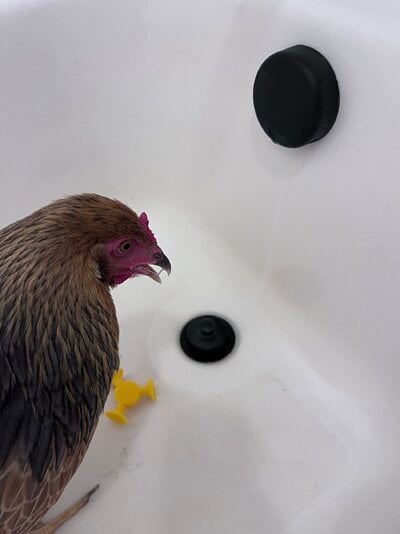 IMG_9561.jpeg