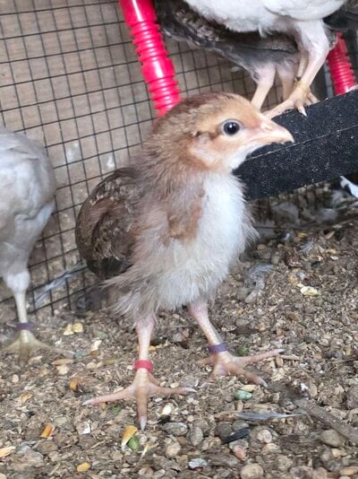 Jaime - 3 weeks.jpg