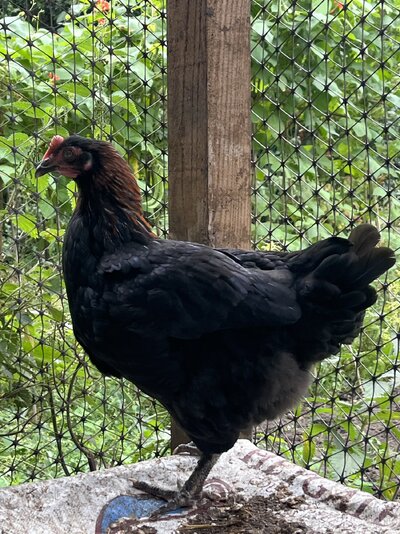 IMG_5387.jpeg