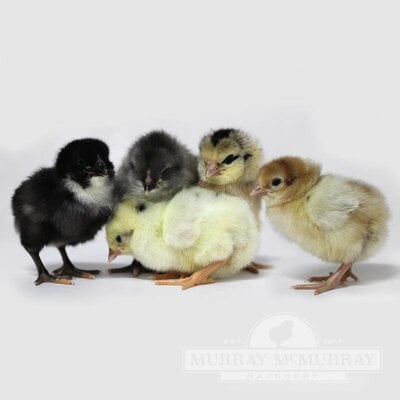 McMurrayHatchery-Whiting-True-Blue-BabyChicks.jpg