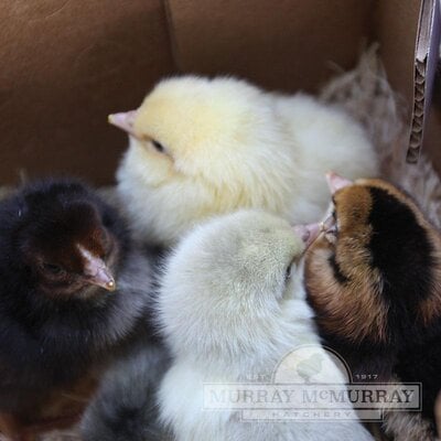 McMurrayHatchery-WhitingTrueBlue-DayOldBabyChicks.jpg